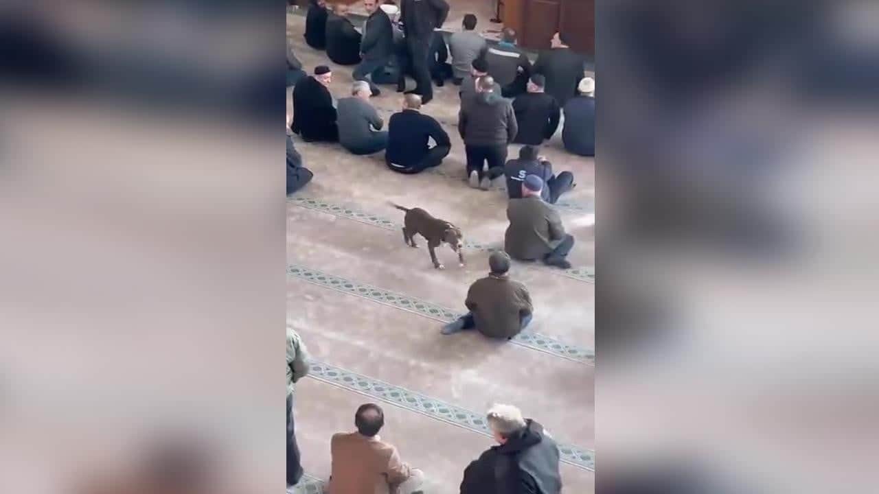 Camideki pitbull dehşetinde sahibine adli ve idari ceza!