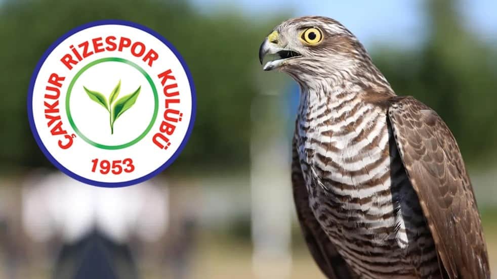 Çaykur Rizespor: Dışarıda Atmaca, içeride Bıldırcın