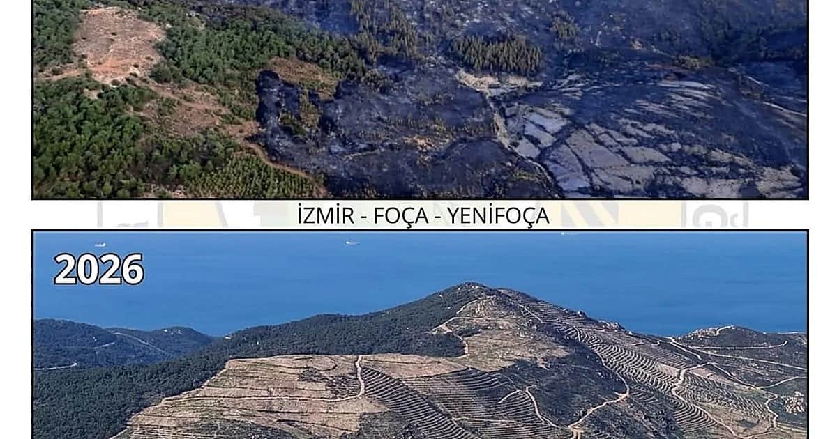 Çiçekliköy'de 175 hektar küle dönmüştü: 23 yıl sonra gelen yeşil dönüşüm