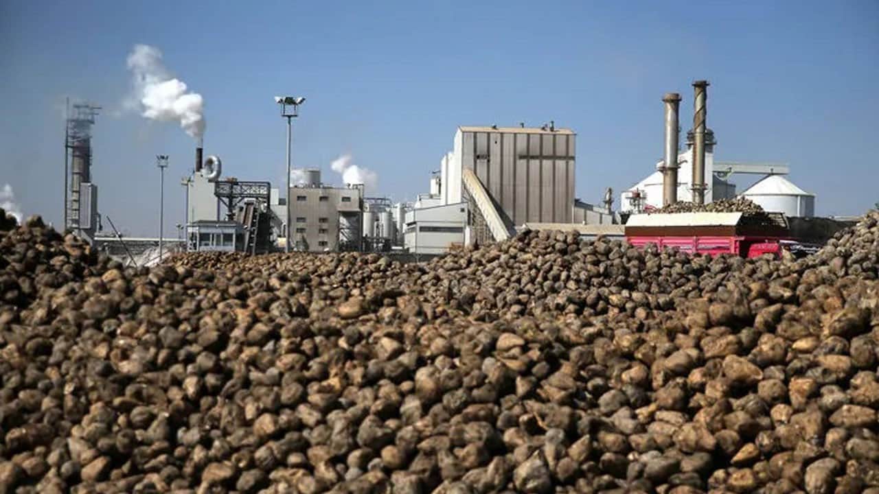Çiftçiye 664 milyon liralık destek! Konya Şeker avans ödemelerine başlıyor