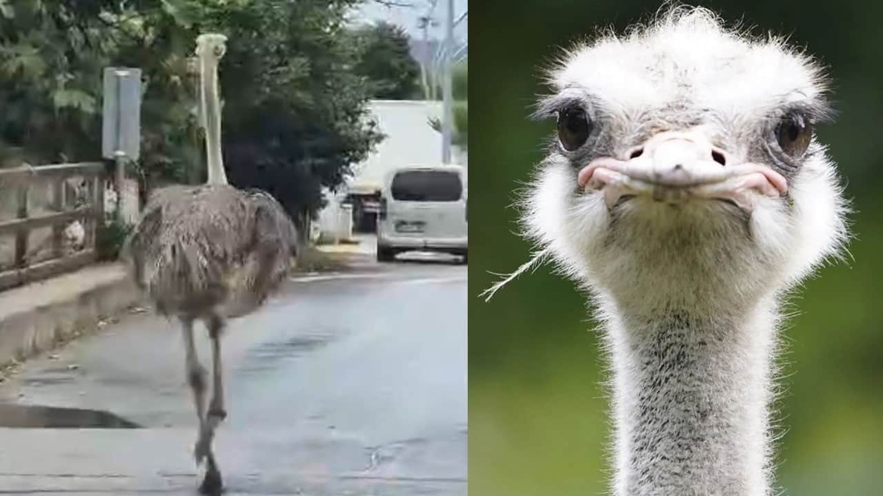 Çiftlikten kaçan deve kuşu trafiği birbirine kattı