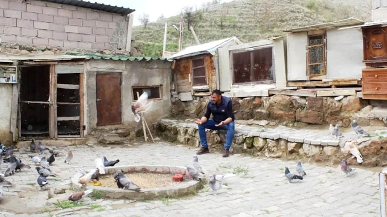 Çocuk gibi büyütüyor! Tek bir tanesini ev fiyatına satıyor
