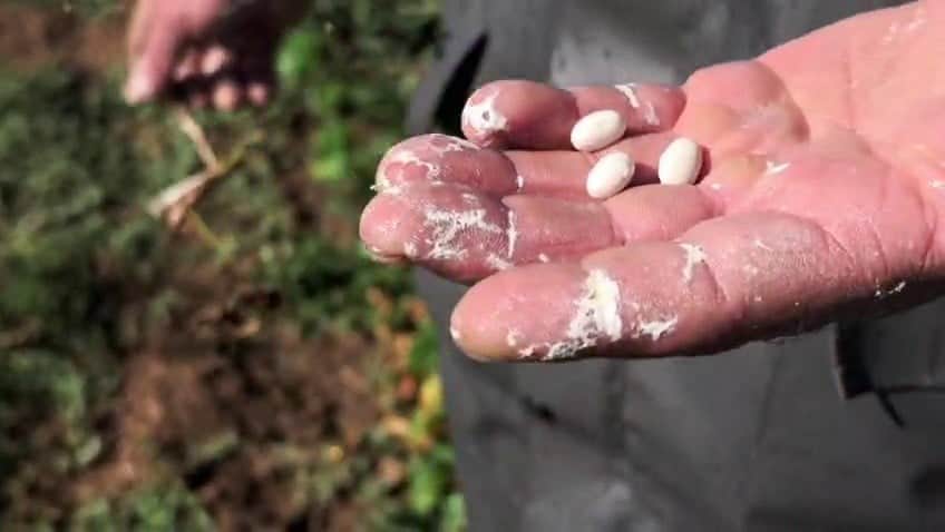 Coğrafi işaret almıştı! İspir fasulyesinde hasat zamanı
