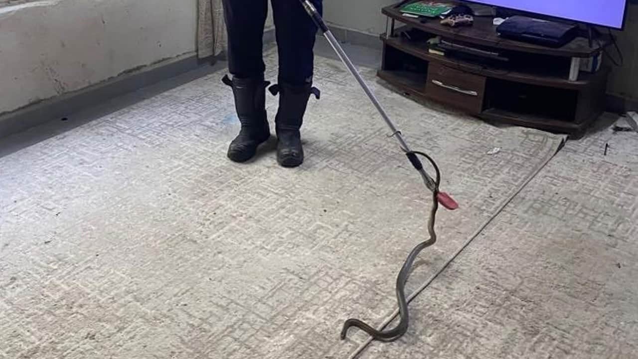 Defne’de eve giren yılan korkuttu