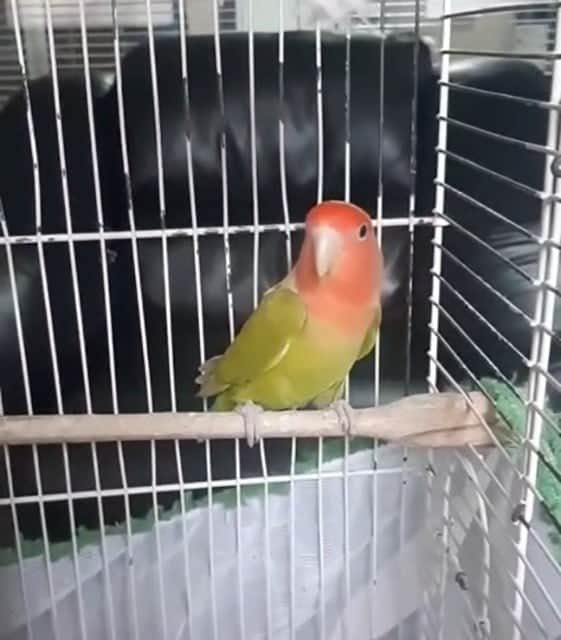 Denizli’de petshop denetiminde 164 hayvana el konuldu