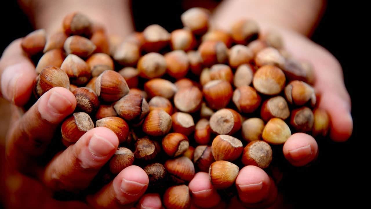 Düzce fındığı Avrupa'da! 6 ayda 5 bin 973 ton ihracat