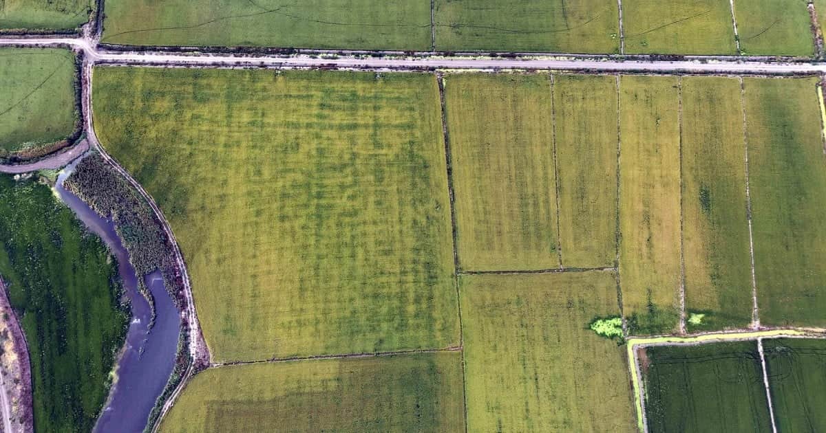 Edirne'de 'beyaz altın' çeltikte hasat başladı, ilk verim duyumları 800-850 kilo