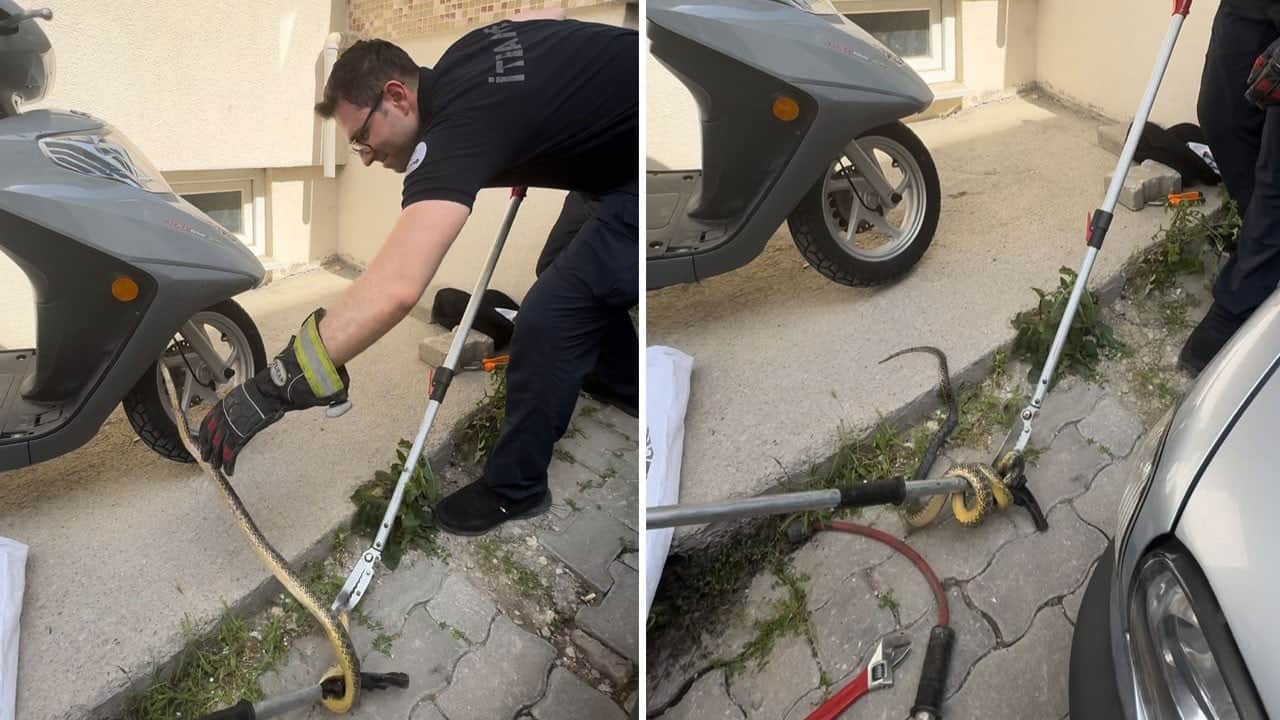 Edirne'de motorcu yılan paniği