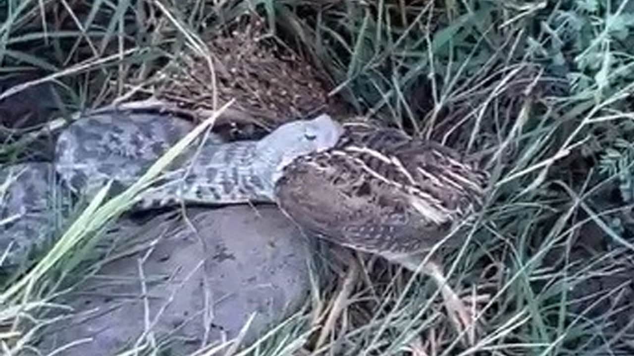 Engerek yılanının bıldırcın avı kamerada