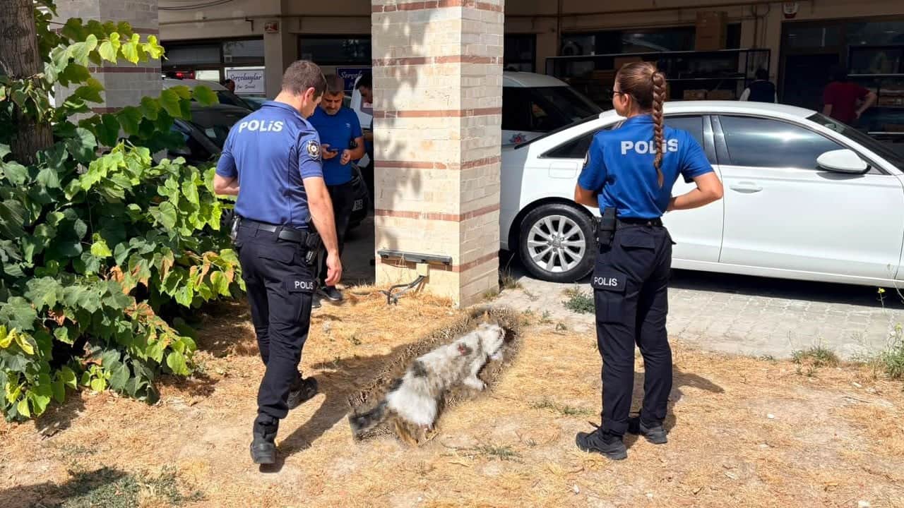 Esnafın beslediği kedi bacakları kesilmiş halde ölü bulundu