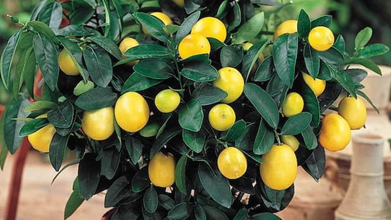 Evde saksıda limon ağacı yetiştiriciliği bakımı! Sadece bir şeye bakılacak: Yaz ayı siz dinlendirilmiş suyu kullanın