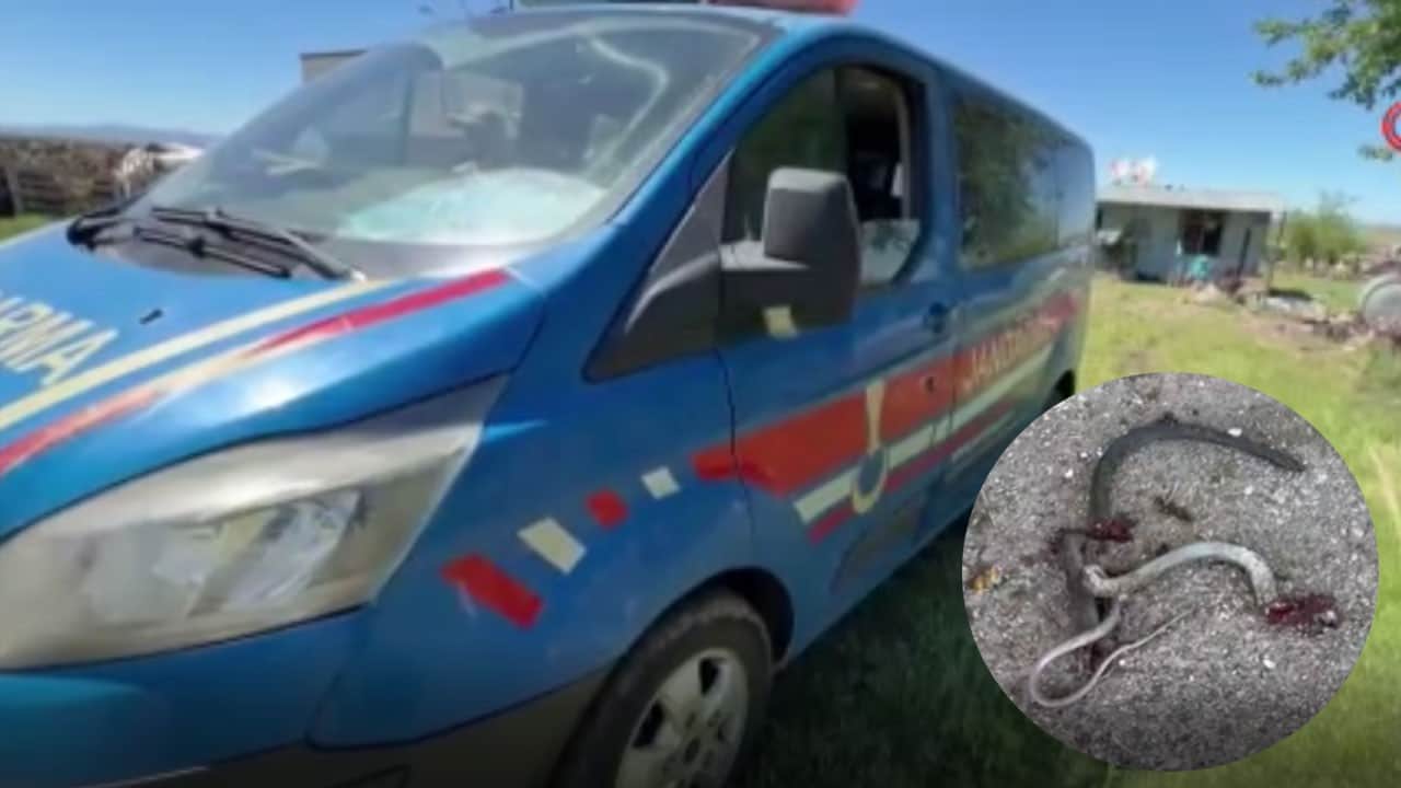 Eve giren yılanı öldürmek isterken 5 kişiyi vurdu
