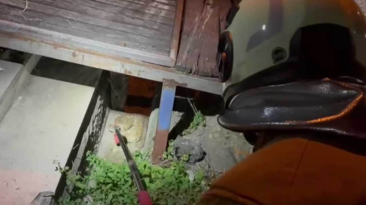 Evin bahçesine giren yılan korkuttu! Ekipler müdahale etti