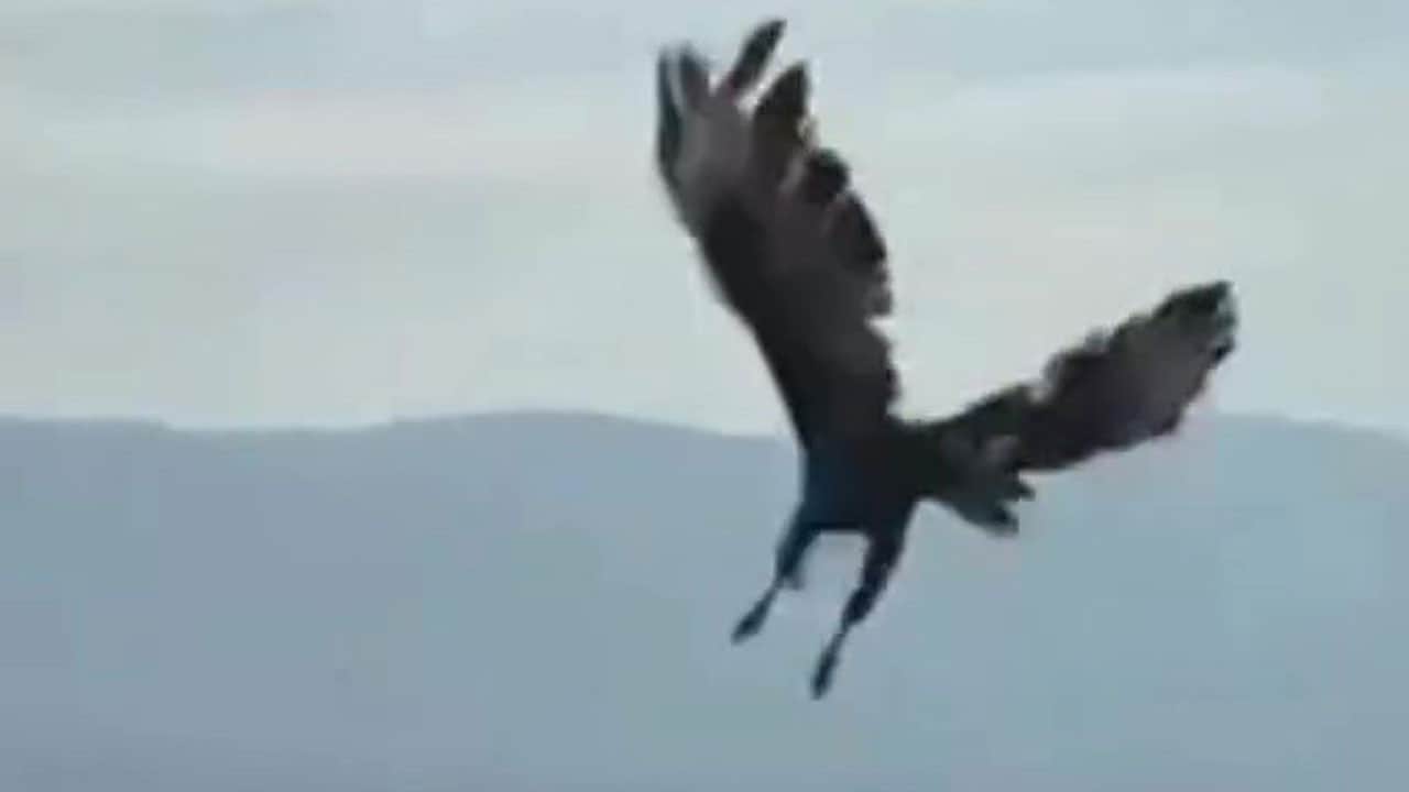Felç geçiren kızıl şahin yeniden özgürlüğe kavuştu