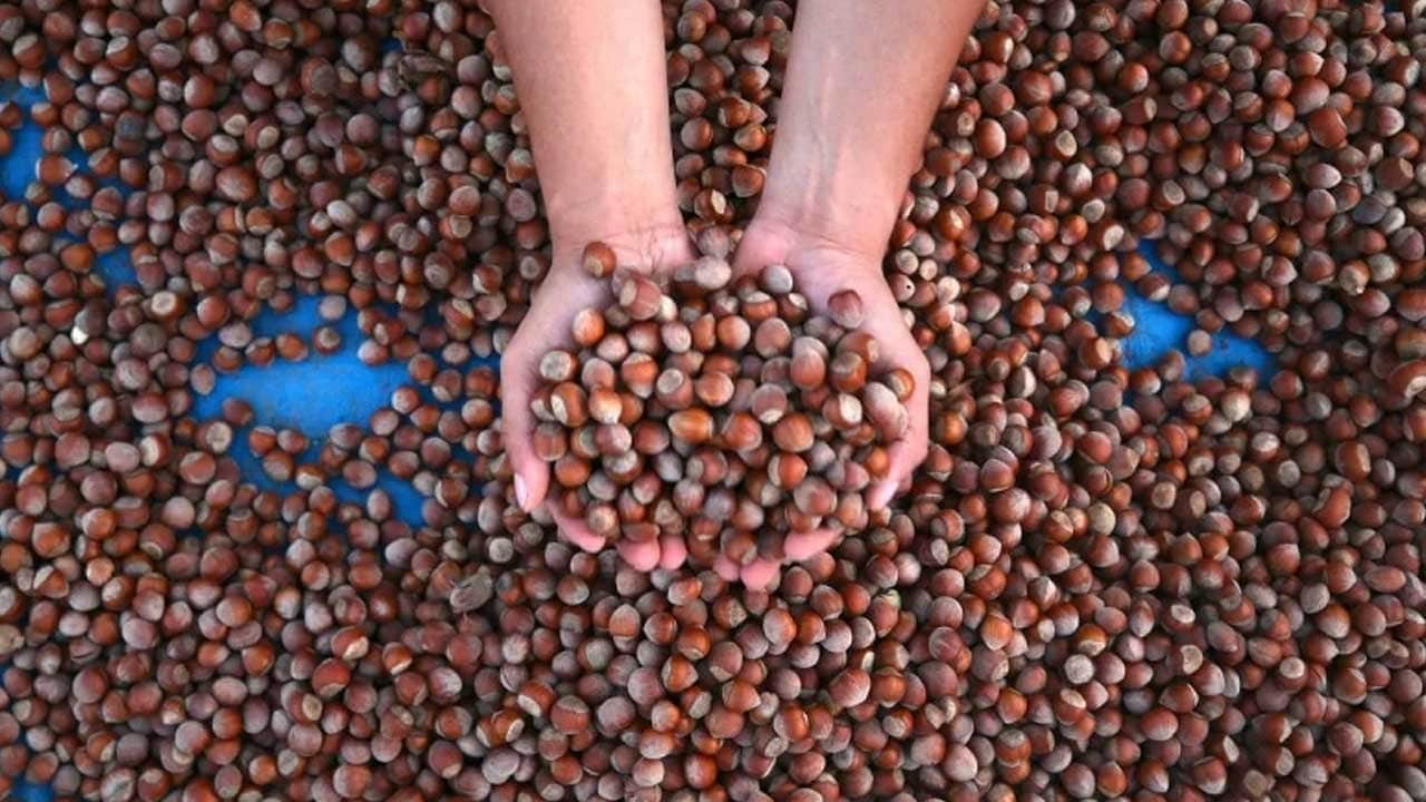 Fındık para basıyor
