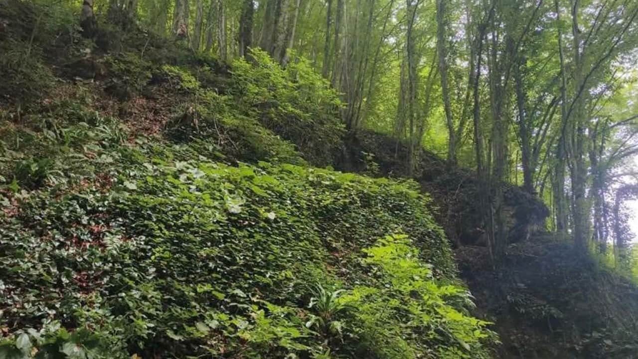 Fındık toplarken can verdi