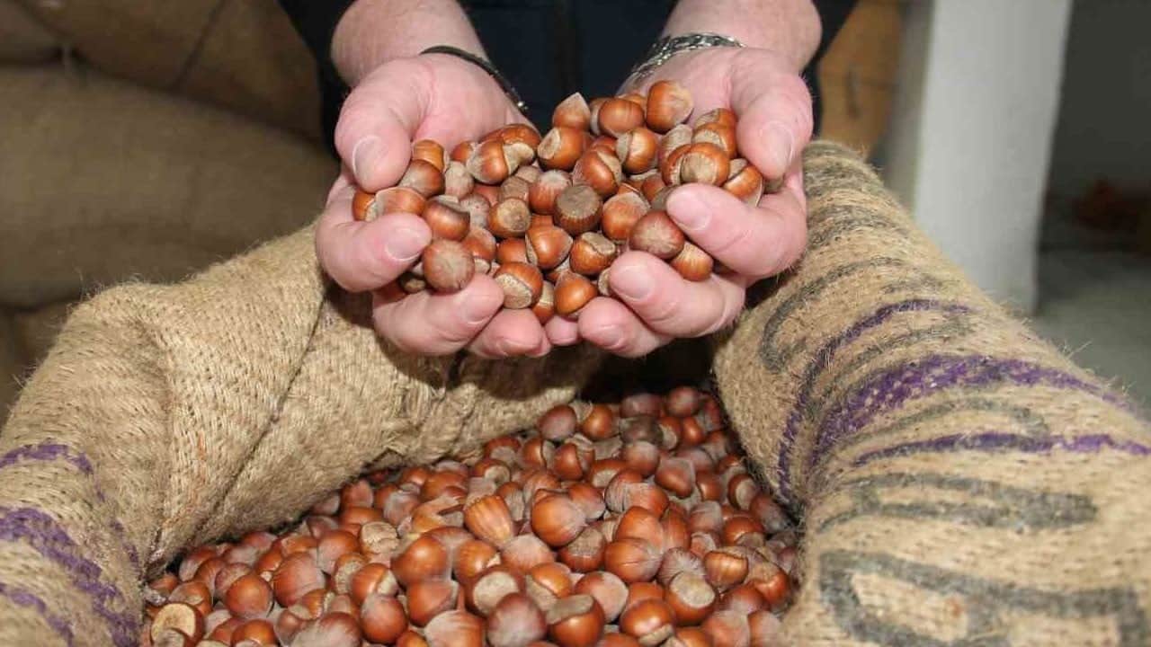 Fındıkta yükseliş bitti, bekleyiş başladı