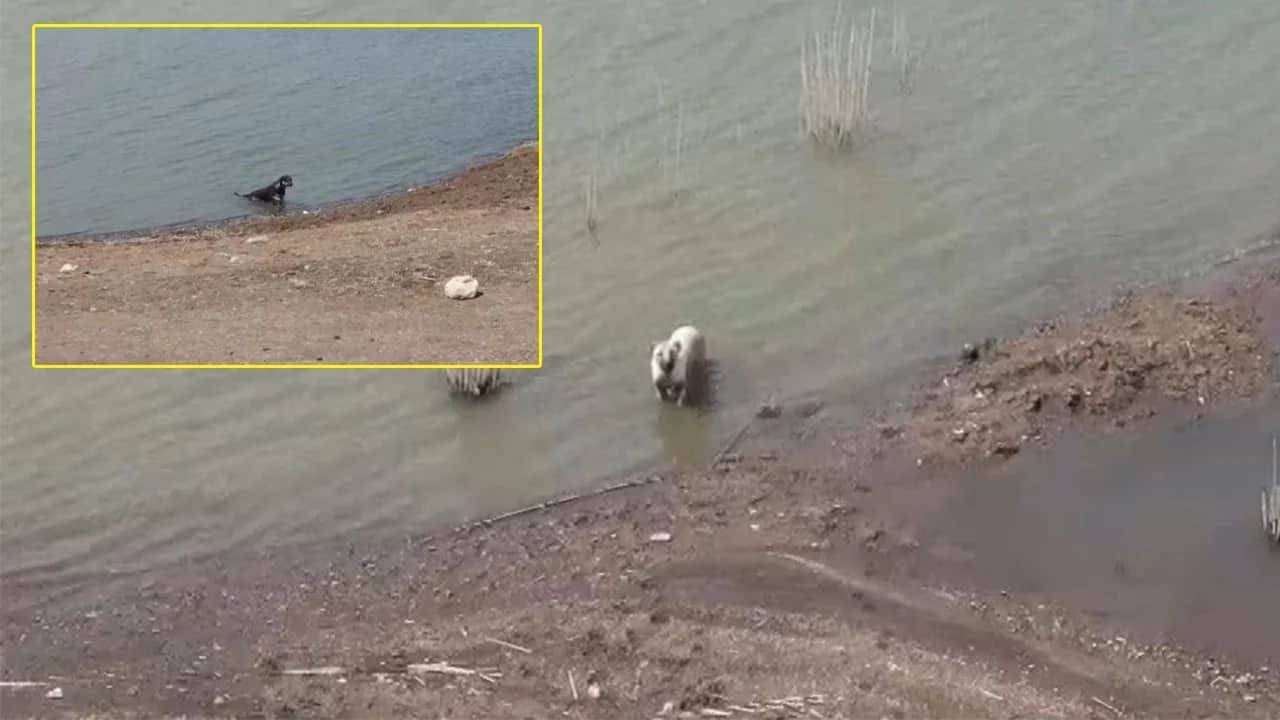 Gaziantep’te şehrin su kaynağı olan barajlarda başıboş köpek rezaleti