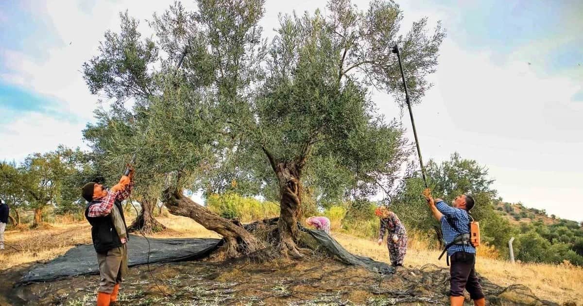 Güney Marmara'da zeytin hasadı başladı, üreticinin maliyeti kilo başına en az 60 TL