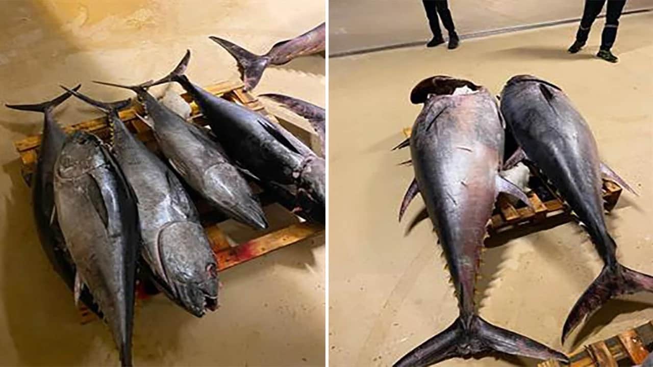 Gürpınar'da 700 kilogram mavi yüzgeçli orkinosa el konuldu