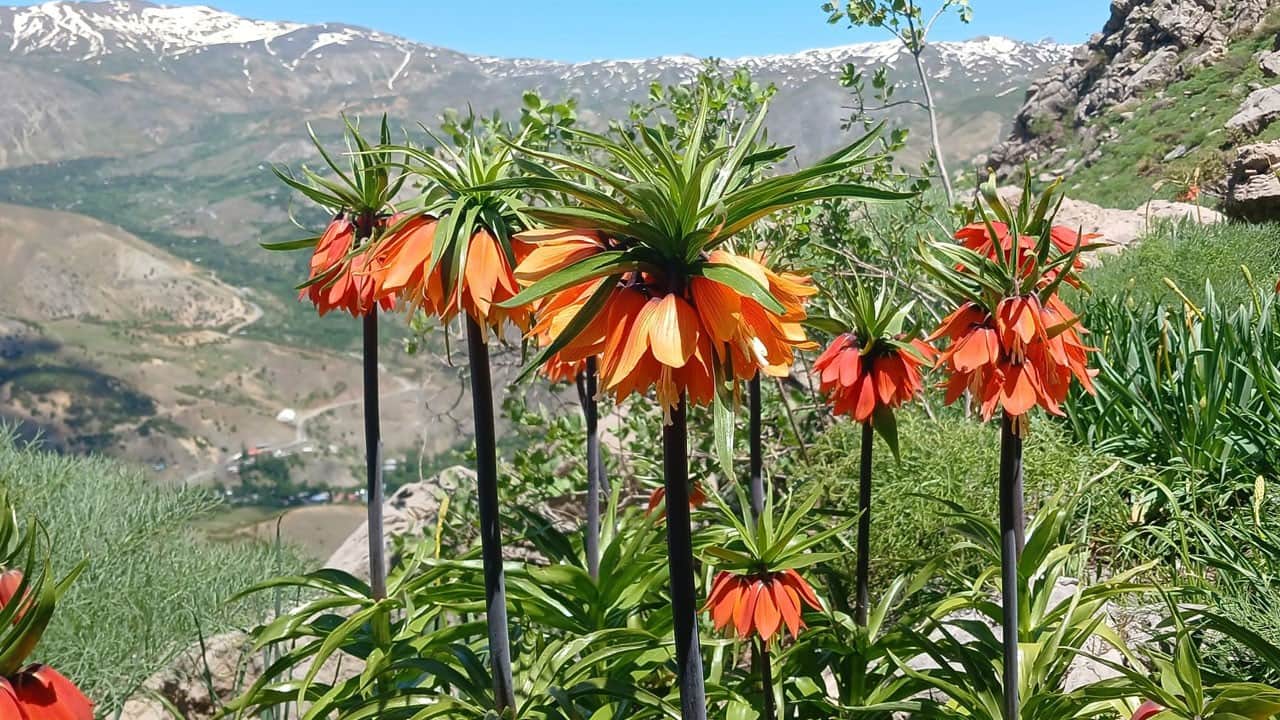 Hakkari'nin zirveleri seven ağlayan gelinleri, 2 bin 700 rakımda görüntülendi