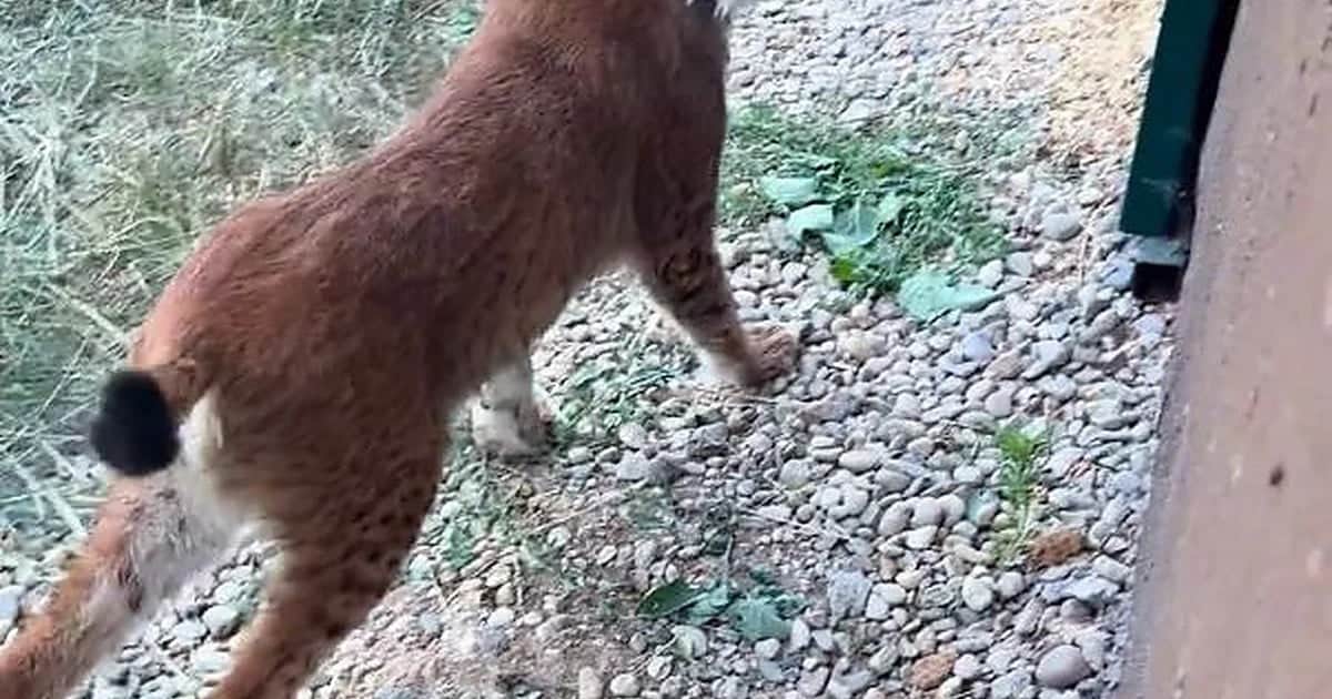 Hamzabeyli Sınır Kapısı'nda bagajdan 2 vaşak ve 2 Serval kedisi çıktı