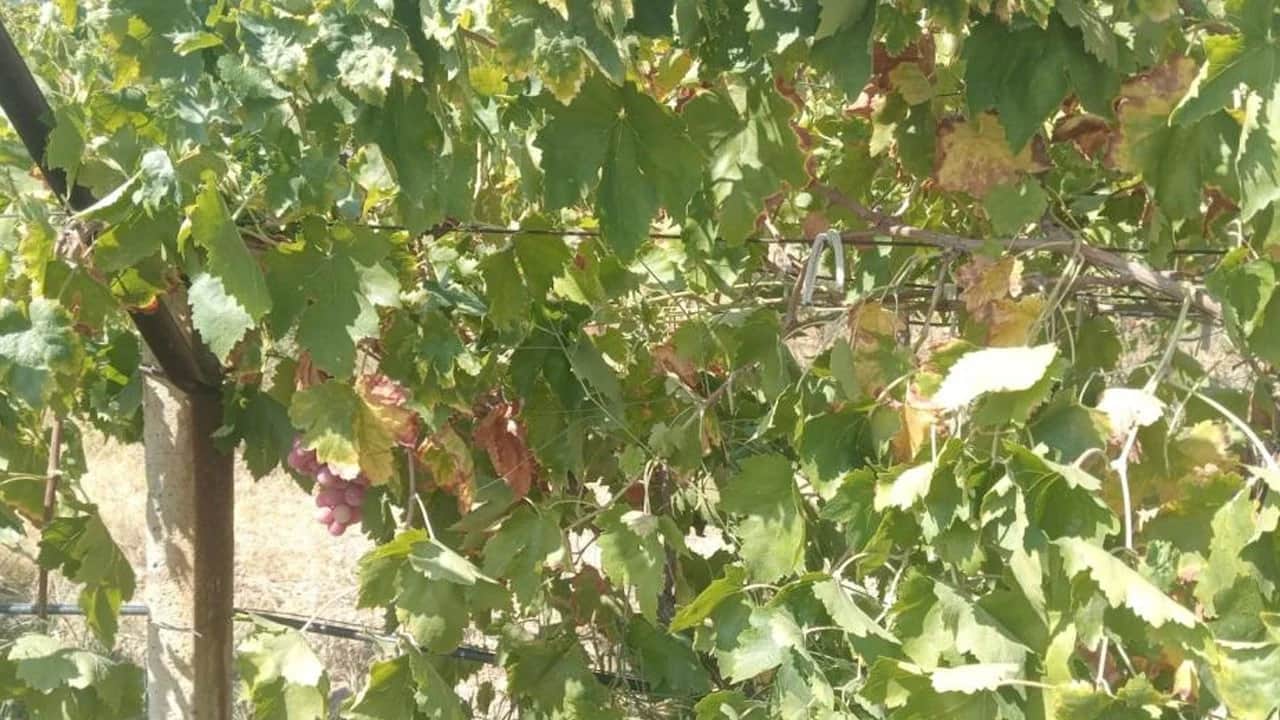Hasat öncesi büyük şok! Bağdan 2 ton üzüm bir gecede yok oldu