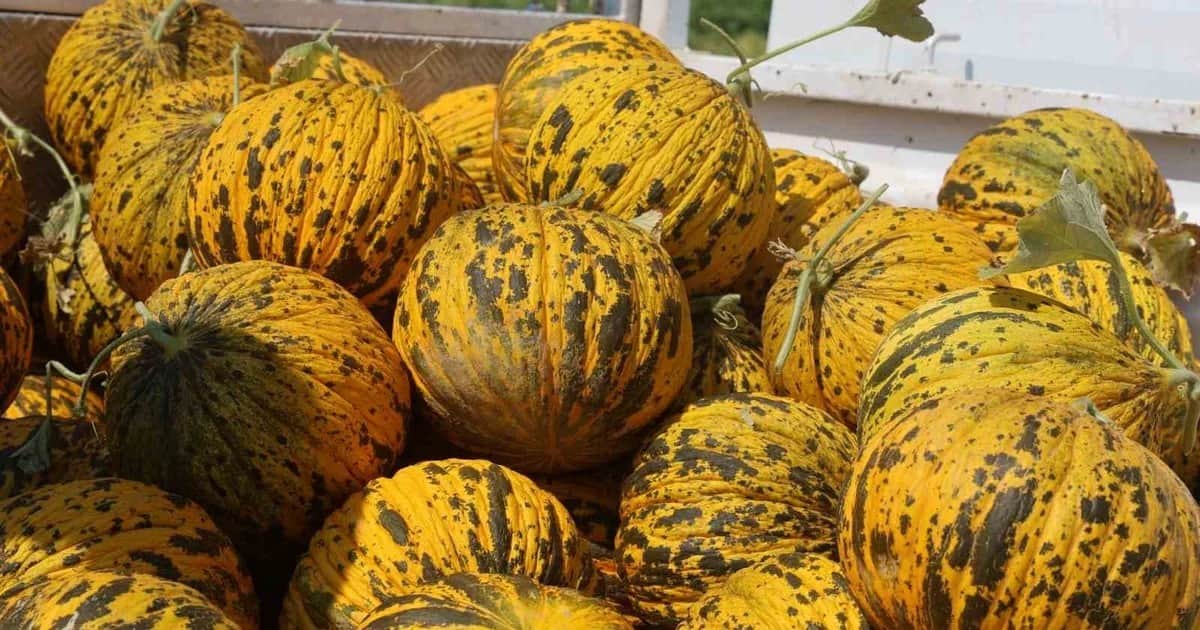 Hatay'da kavunun kilosu tarlada 10 lira, çiftçiye göre manavda 30-40 lira