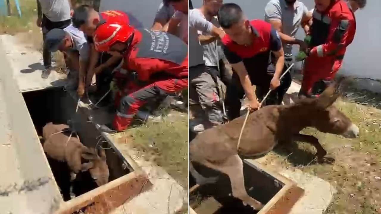 Havalandırma boşluğuna düşen eşek kurtarıldı