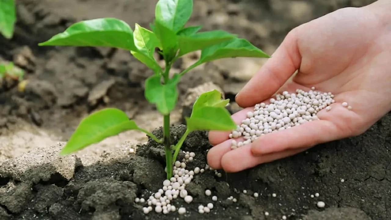 Her toprak ve ürüne uyum sağlayan akıllı gübre üretildi!