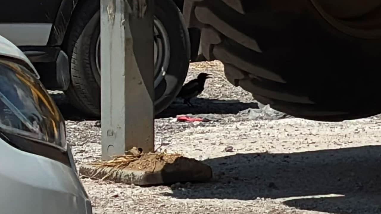 Herkes gölgeliklere kaçtı! Saksağan minibüsün altını tercih etti