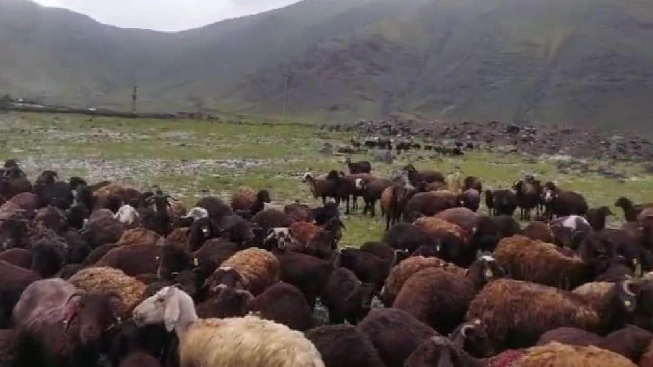 Iğdır’da sağanak ve dolu sonrası sel: Hayvanlar son anda kurtarıldı