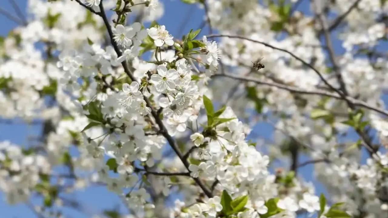 İlk cemre düştü