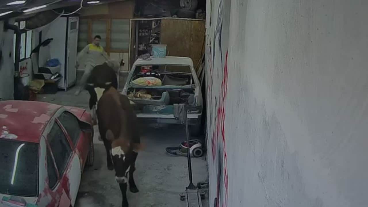 İşçiler neye uğradığını şaşırdı! Ahırdan kaçıp oto tamirciye girdiler