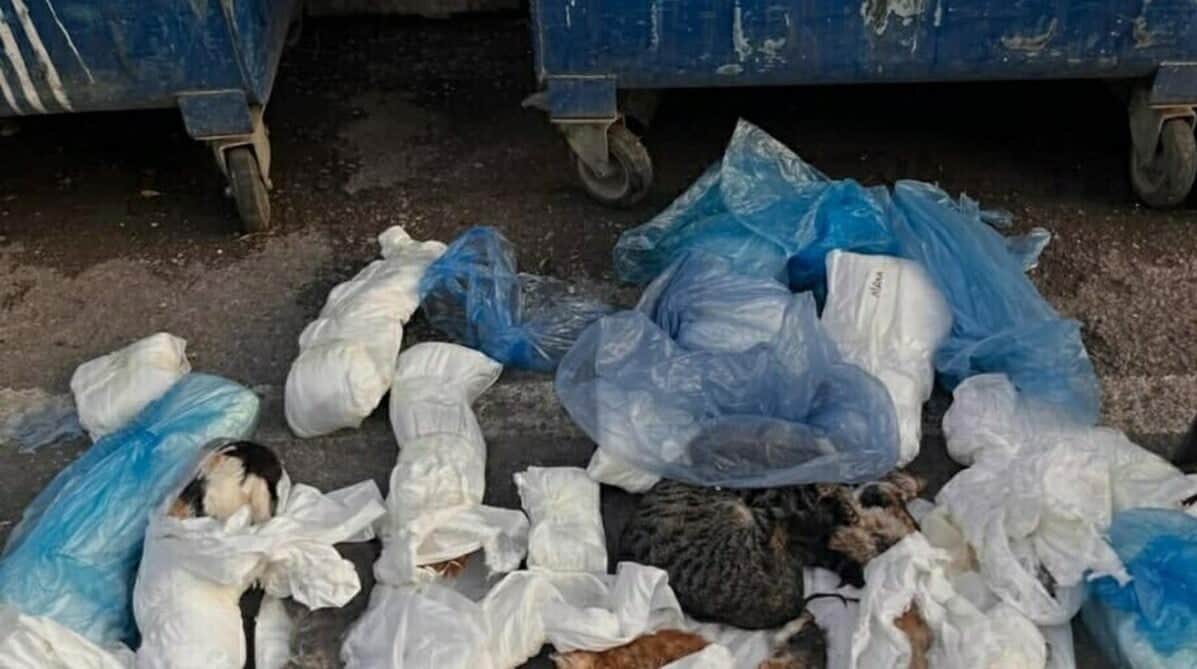 İzmir'de 33 kedi ölü bulunmuştu! Veteriner ile ilgili flaş gelişme yaşandı