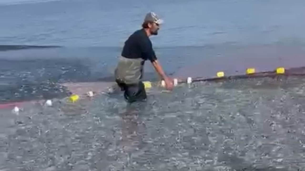 İznik Gölü’nde rekor av! Tek seferde 21 ton balık yakaladı