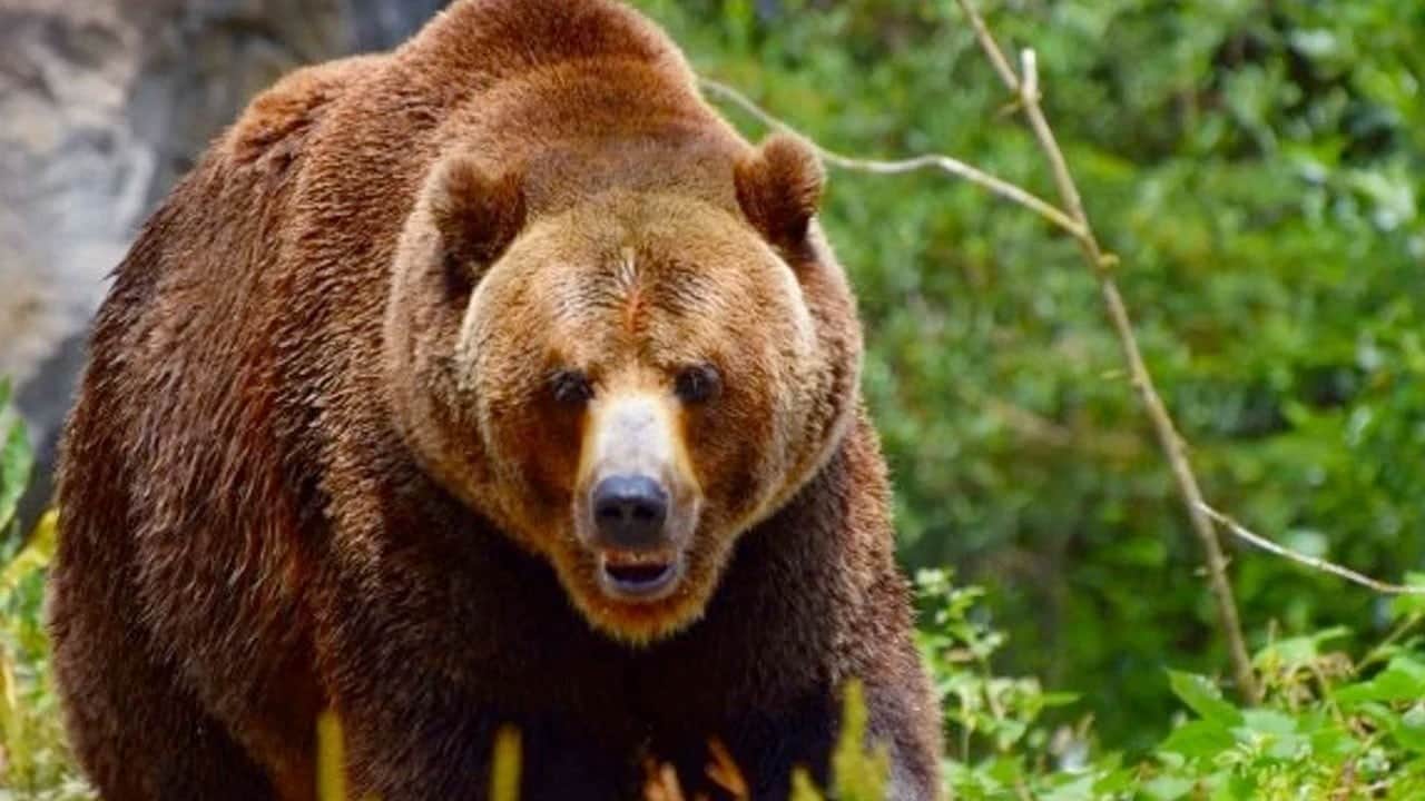 Japonya'da ayı dehşeti: 4 kişi yaralandı
