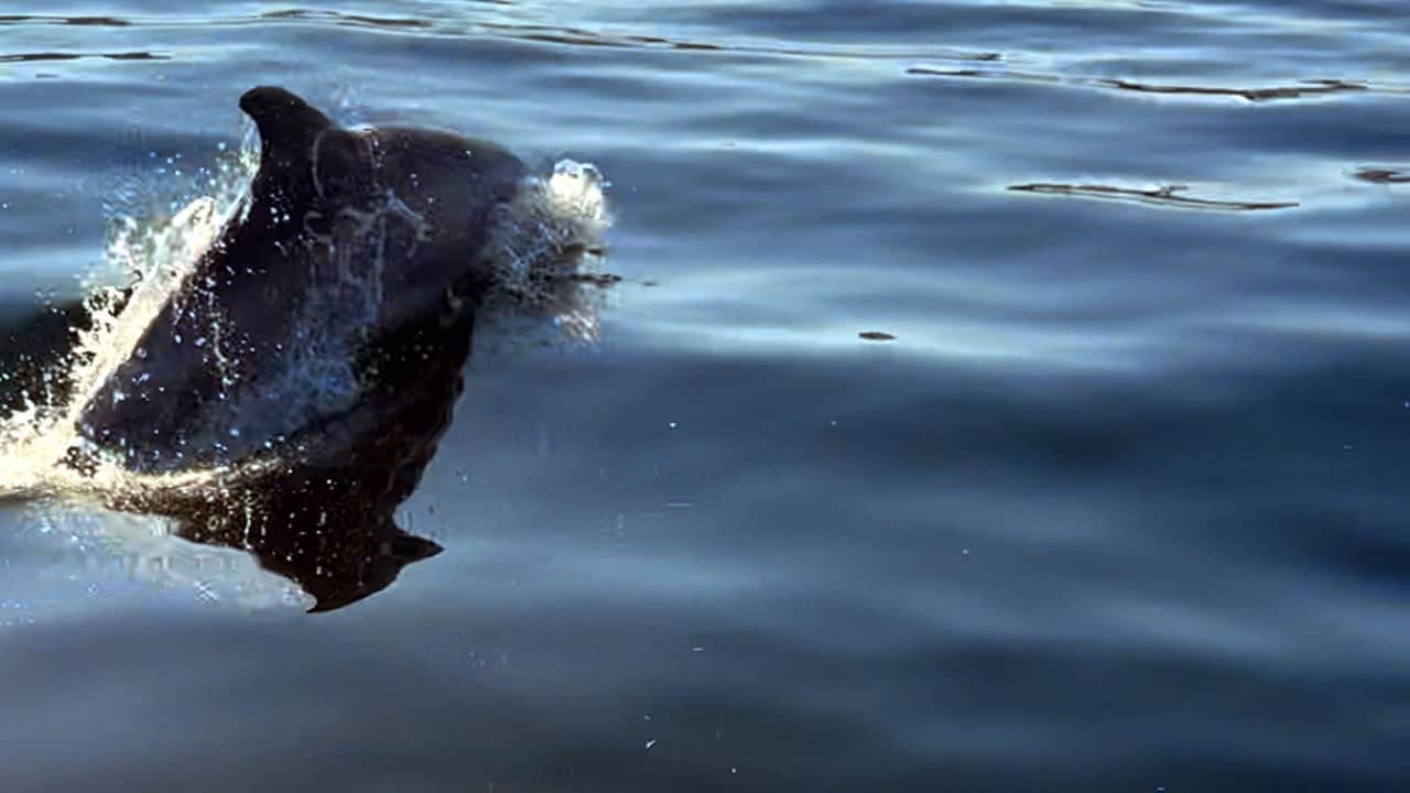 Jet skiyle gezerken yanına kadar geldiler! Marmara’da yunuslarla sürpriz karşılaşma