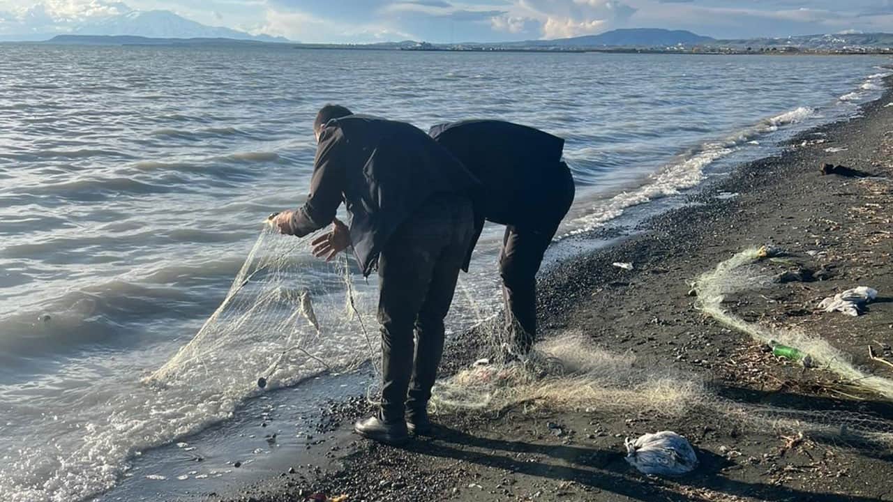 Kaçak avcılara geçit yok! İnci kefalleri suya bırakıldı