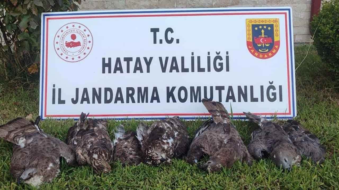 Kaçak avcıya 1,3 bilyon liralık şahin cezası!