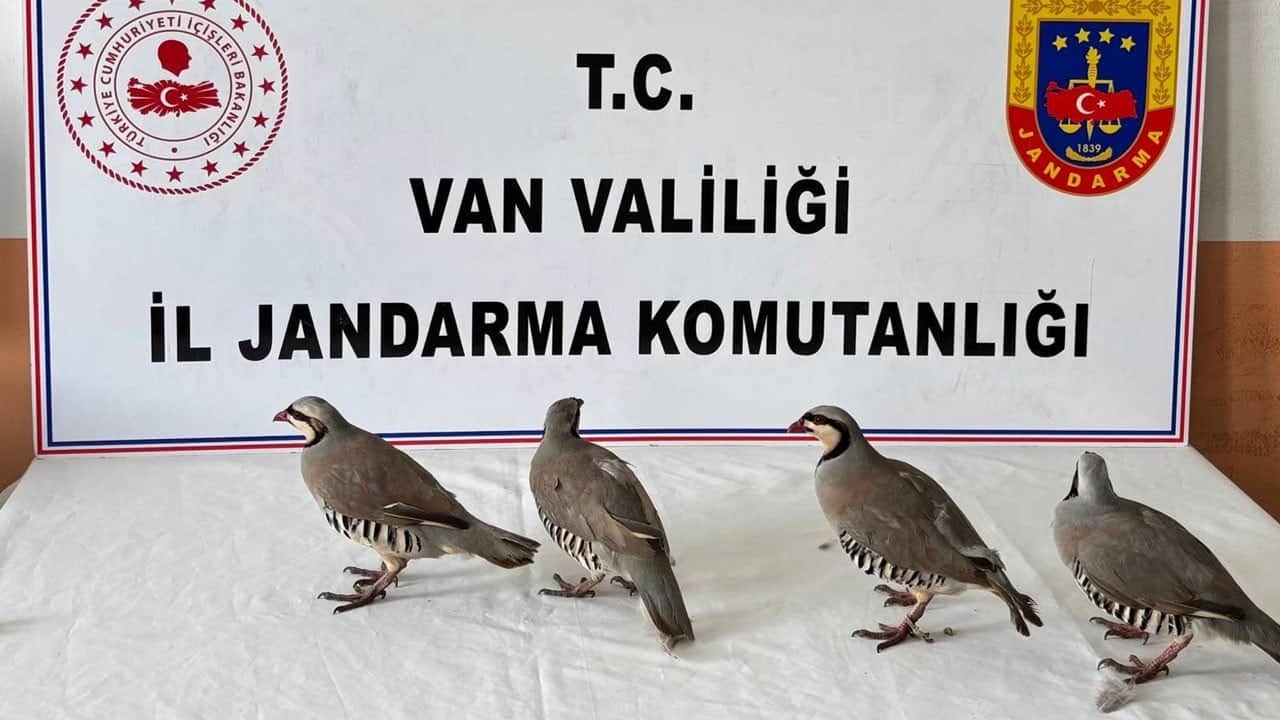Kaçak keklik avı ortaya çıktı! 85 bin TL ceza kesildi
