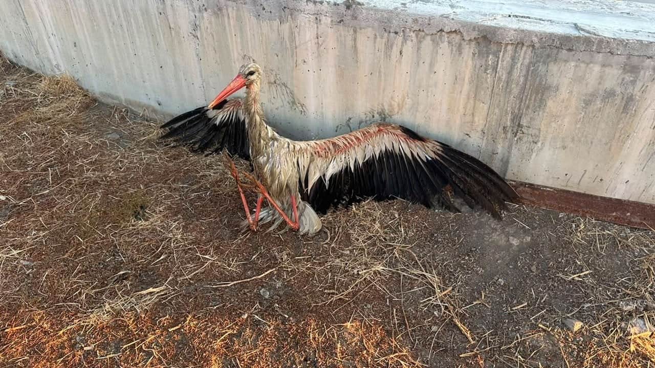 Kanala düşen leylek seferberliği