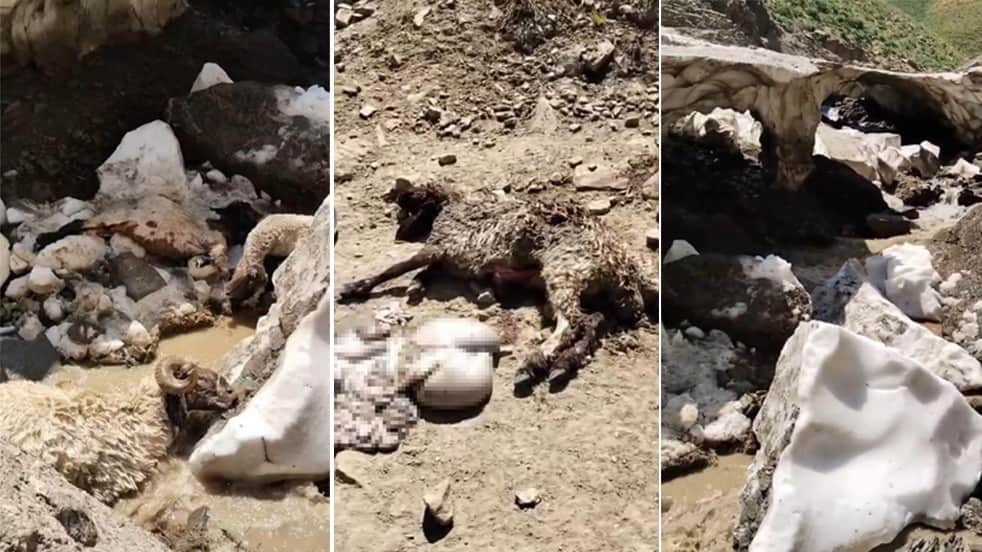 Kar kütlesi çöktü! Küçükbaş hayvanlar telef oldu
