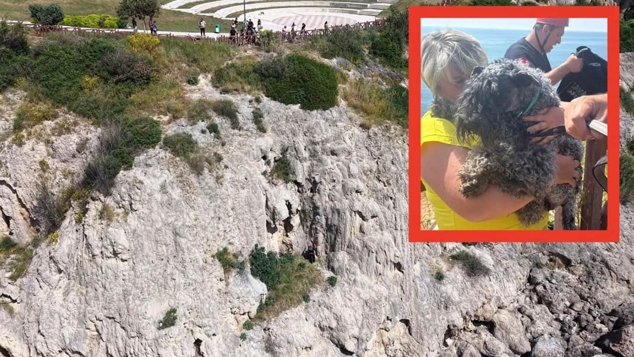 Kedi kovalamaya tövbe etti! Kediyi kovalayan köpek falezlerden aşağı düştü