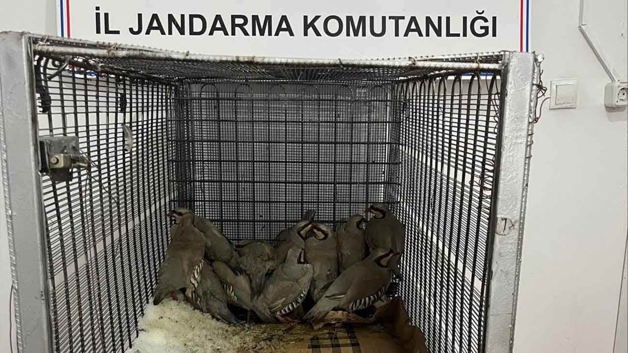 Kekliği düz ovada avlayana rekor ceza!
