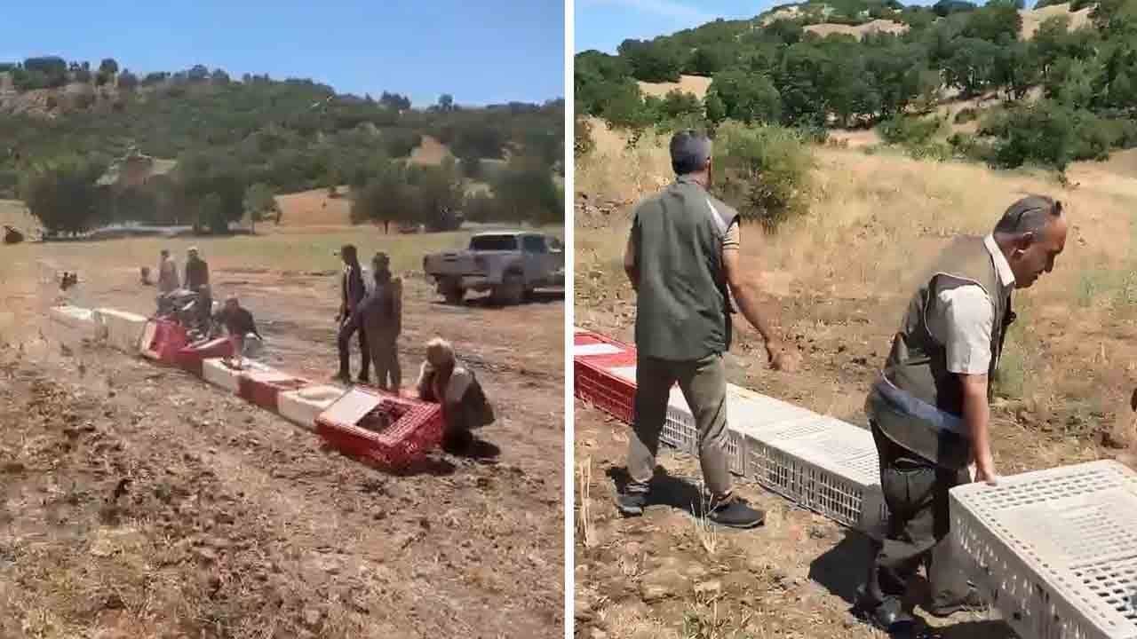Kene ile mücadele için 300 keklik doğaya salındı