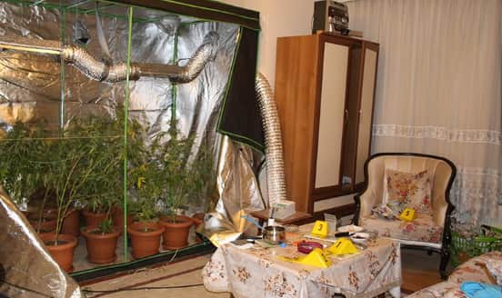 Kenevir yetiştiren uyuşturucu taciri yakayı ele verdi