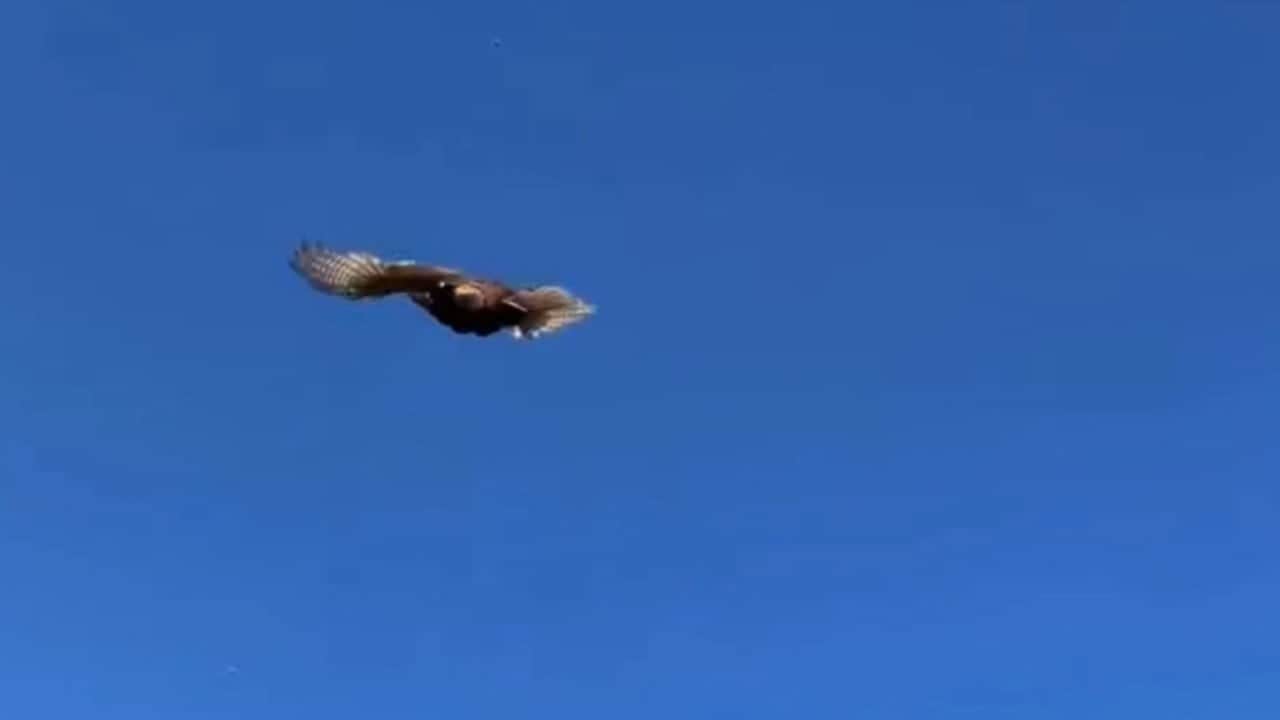 Kokarca böceğine karşı sülünlü önlem