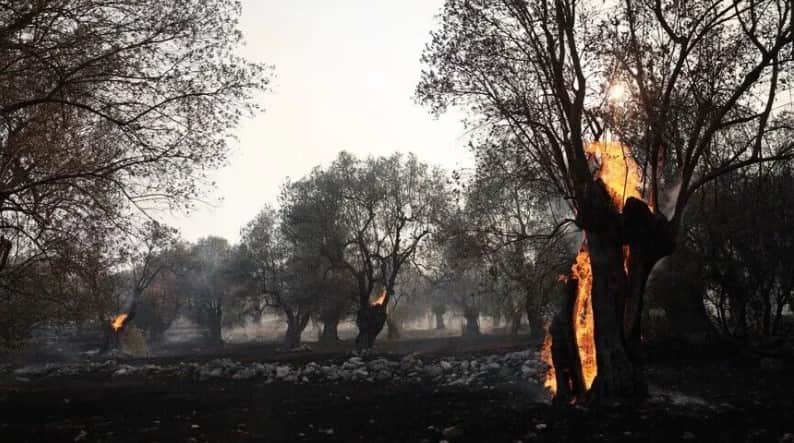Komşuda orman yangını evlere yaklaştı! Bölge tahliye edildi