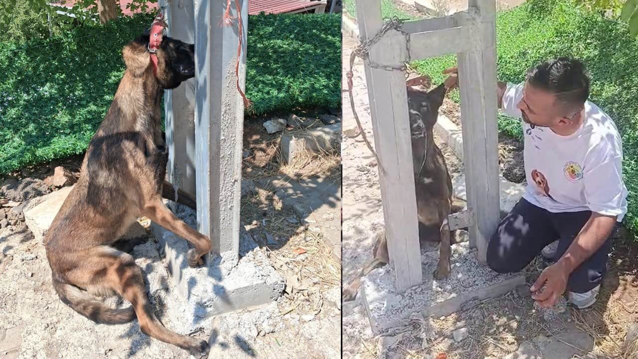 Köpeği zehirleyip direğe astılar